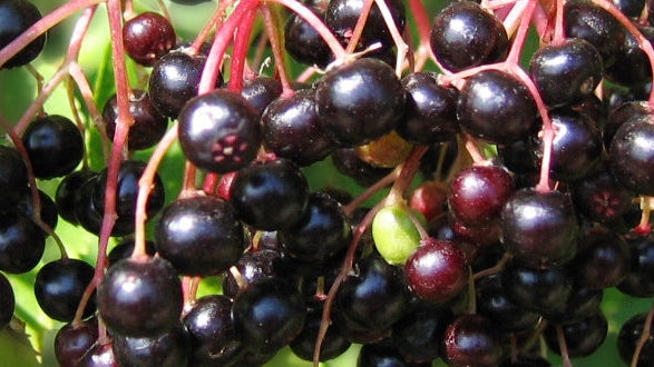 Elderberry