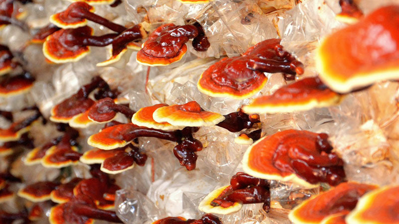 Reishi Mushroom, Ganoderma lucidum