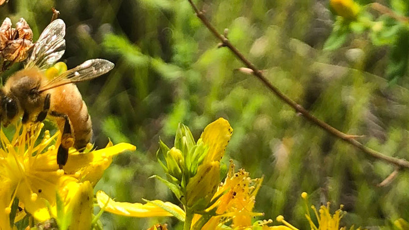 The Story of our Fresh St. John’s Wort Infused Olive Oil
