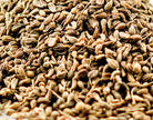 Anise Seed