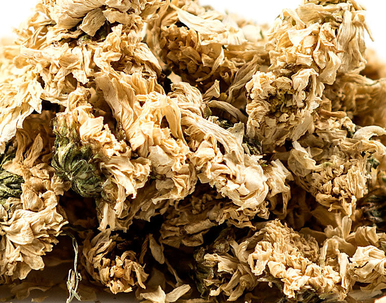 Chrysanthemum Flower