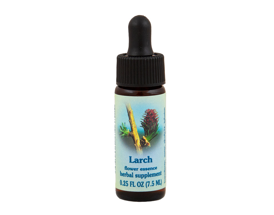 Larch Flower Essence Rebecca's Herbal Apothecary