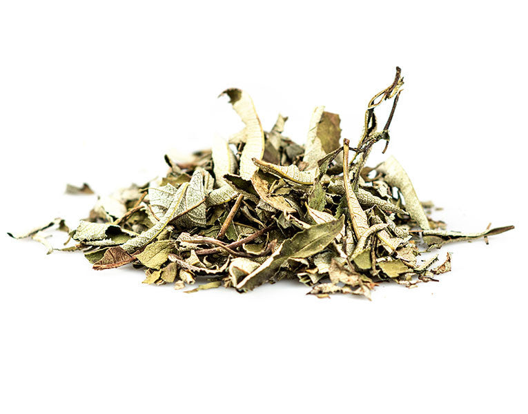 Yerba Santa Leaf