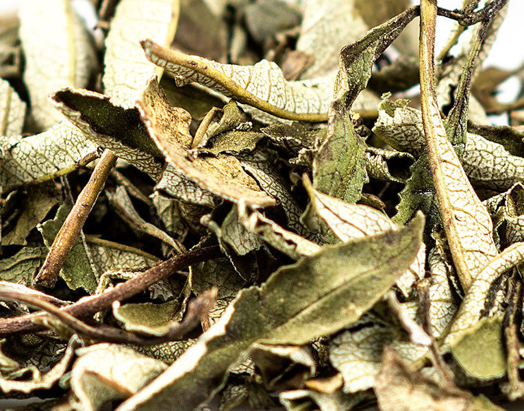 Yerba Santa Leaf