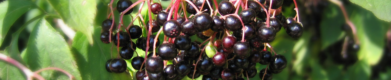 Elderberry