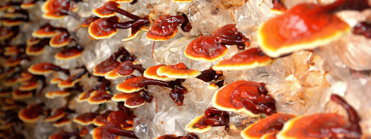 Reishi Mushroom, Ganoderma lucidum