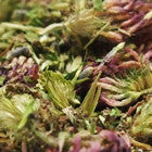 Tea Blends