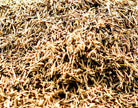 Eleuthero Root