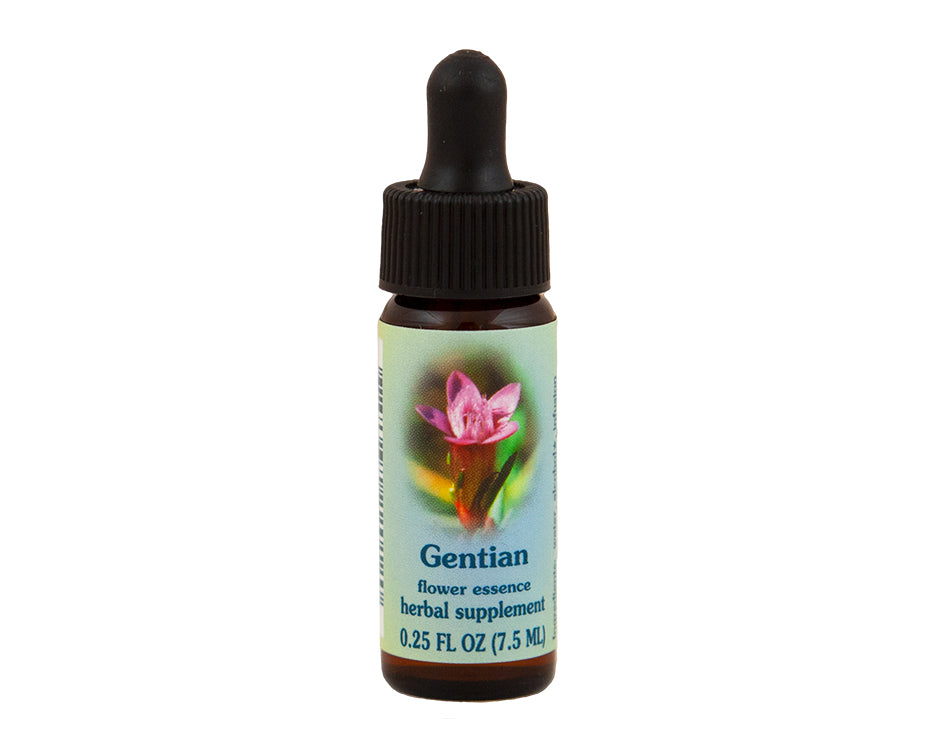 Gentian Flower Essence – Rebecca's Herbal Apothecary