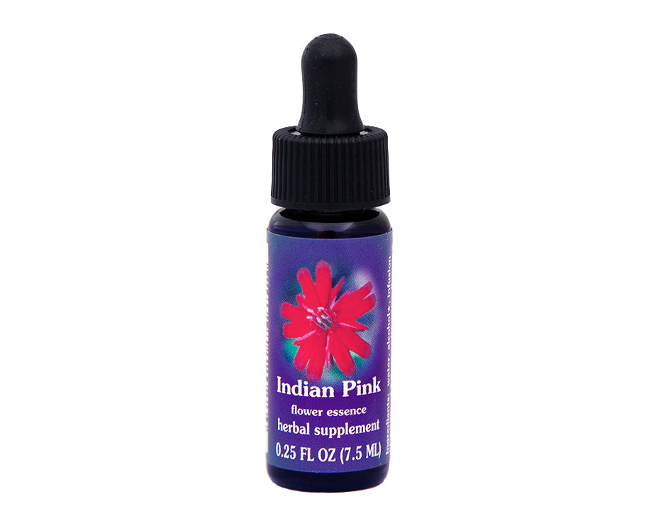 Indian Pink Flower Essence – Rebecca's Herbal Apothecary