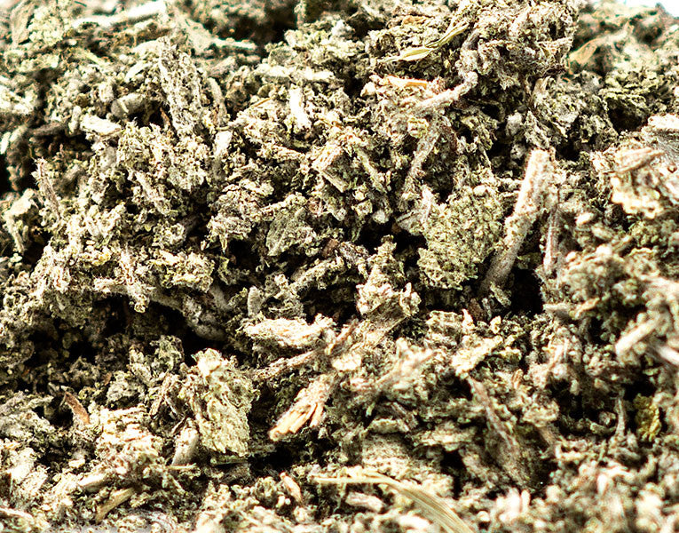 Sage Leaf, Garden