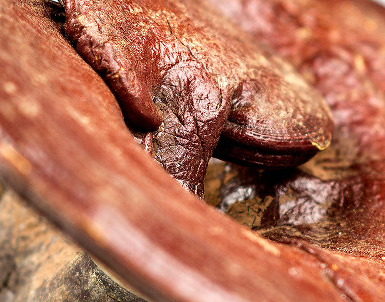 Reishi Mushroom, Whole