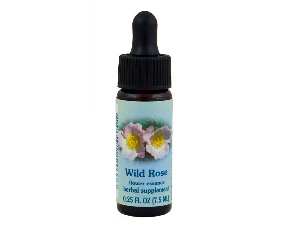 Wild Rose Flower Essence – Rebecca's Herbal Apothecary